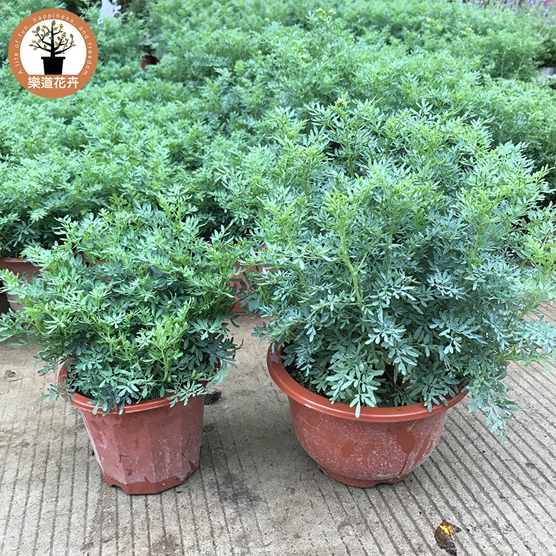 芸香草臭草植物盆栽室外阳台菜园四季花苗食用臭艾绿豆糖水驱蚊草