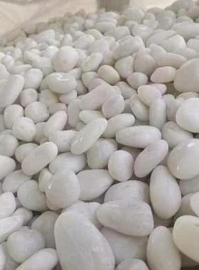 院NXR白色精抛鹅m卵石2-缸3c鱼铺底石头子庭铺地造景鹅卵石厂家现