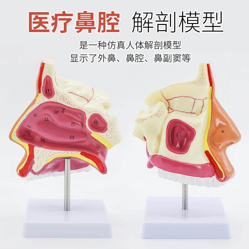 咽喉解剖型腔鼻咽腔腔鼻腔口模型咽腔喉腔口人体鼻咽口腔291纵切,文具电教/文化用品/商务用品,教学标本/模型,淘宝优惠券,粉丝福利购,淘宝优惠卷