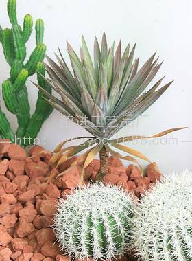 仙落人14243掌沙绿生植物仿大真植造景装饰型地植物景观摆件盆栽