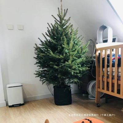 真圣诞树圣诞真树PQV盆栽圣诞树云杉圣树活的圣诞树诞真树松树包