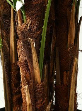 仿真植轻物室内外花槽造景隔绿楼植梯下拐角扇葵造景DGSK-170奢装