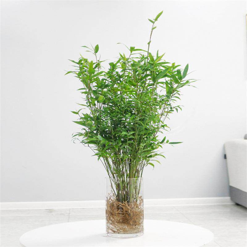 米小竹绿盆栽苗水培植物AL100036室内型凤尾竹桌面植微竹盆景子苗