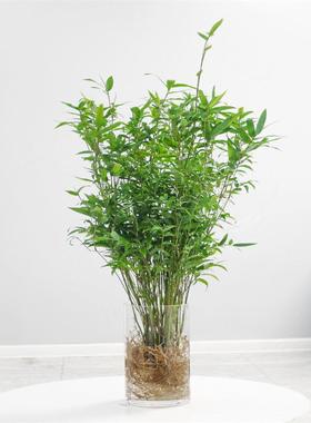 米小竹绿盆栽苗水培植物AL100036室内型凤尾竹桌面植微竹盆景子苗