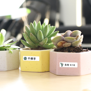 精臣D11 D110标签打印纸园艺植物盆栽多肉花卉吊牌价格不干胶防水