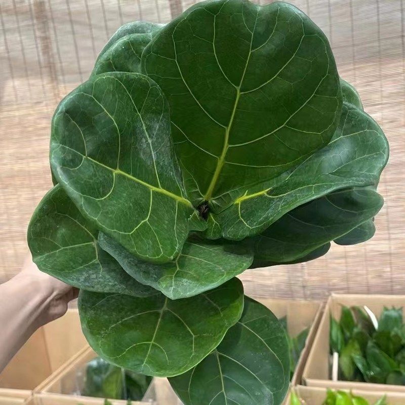 琴叶榕盆栽客厅大型叶片绿植,鲜花速递/花卉仿真/绿植园艺,绿植,淘宝优惠券,粉丝福利购,淘宝优惠卷