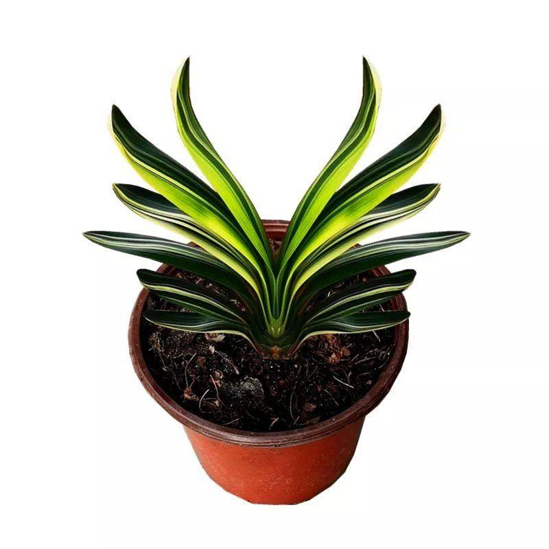 君子兰盆栽长春精品凤凰金丝彩短叶宽叶鸳鸯彩兰覆轮国兰小苗花卉,鲜花速递/花卉仿真/绿植园艺,绿植,淘宝优惠券,粉丝福利购,淘宝优惠卷