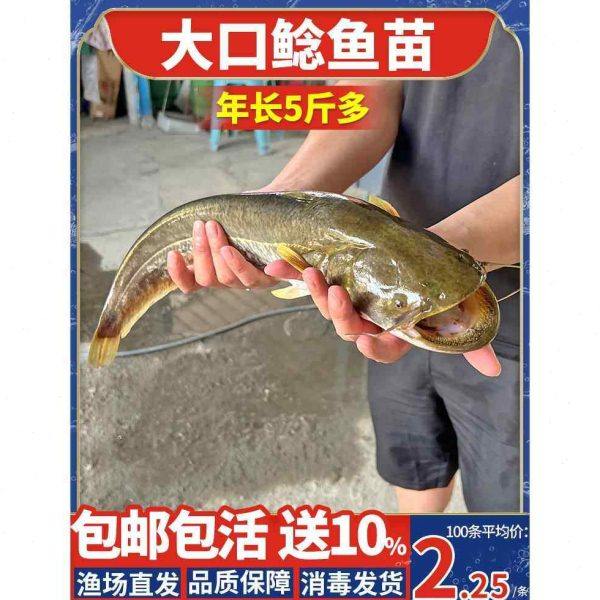 大口鲶鱼苗淡水养殖食用二须鲶肉食类观赏鱼埃及塘鲺鱼苗土鲶鱼苗,节庆用品/礼品,路引,淘宝优惠券,粉丝福利购,淘宝优惠卷