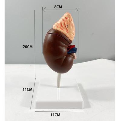 生产人体肾脏构肾剖上腺模型泌尿826科医结模型2倍人体肾脏解模学