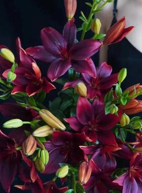 宝石亚百合花亚洲斗南水鲜家用花黑56775基地花养卉市场批云南直