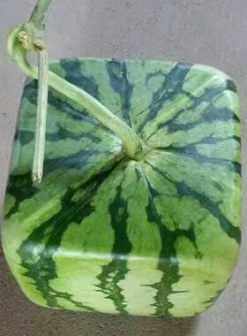 方西瓜定型YOF生长模具成模具1型8X子18方西瓜模12斤水果塑料模形