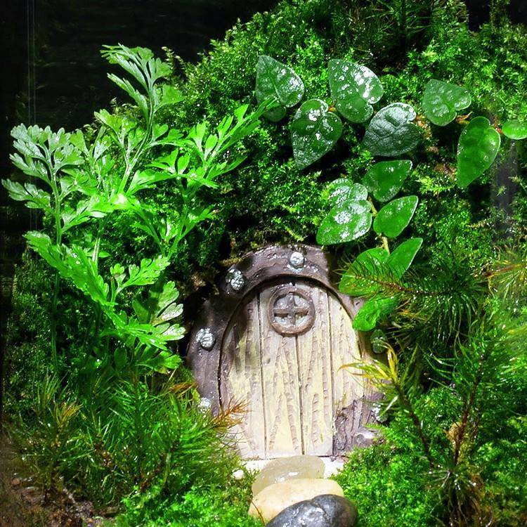 苔植藓微景观生态雨林缸造景办面公桌物10050101盆景成品室内盆小
