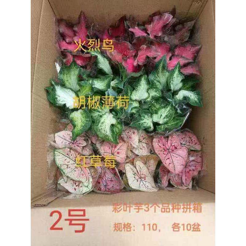 叶花观植物居家花卉110彩叶彩小植卉物盆栽110叶芋混装