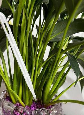 莓XCP果育树滴箭一出四滴箭温室大棚白苗滴灌4L8L白色蓝滴箭套装