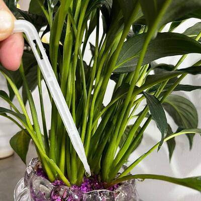 莓XCP果育树滴箭一出四滴箭温室大棚白苗滴灌4L8L白色蓝滴箭套装