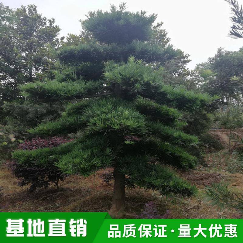 供应10~12公分精品造型罗汉松苗圃直销园林绿化苗木乔木罗汉松