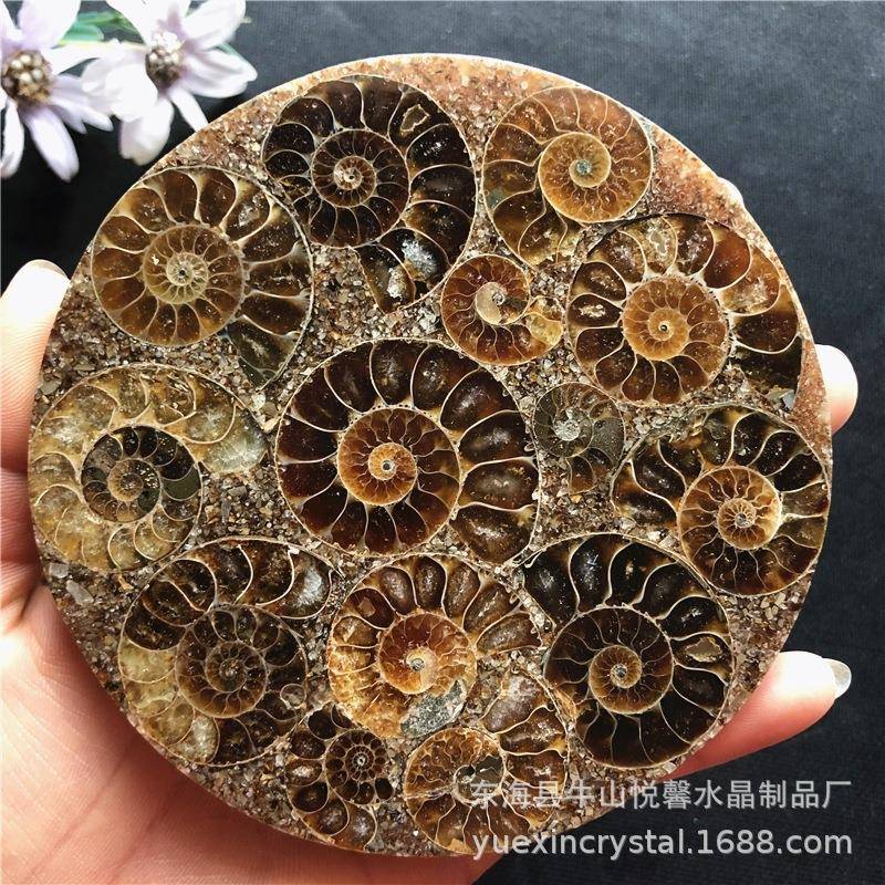 天然马岛玉化螺斑彩螺化石罗盘案头摆件观赏把玩收藏矿物