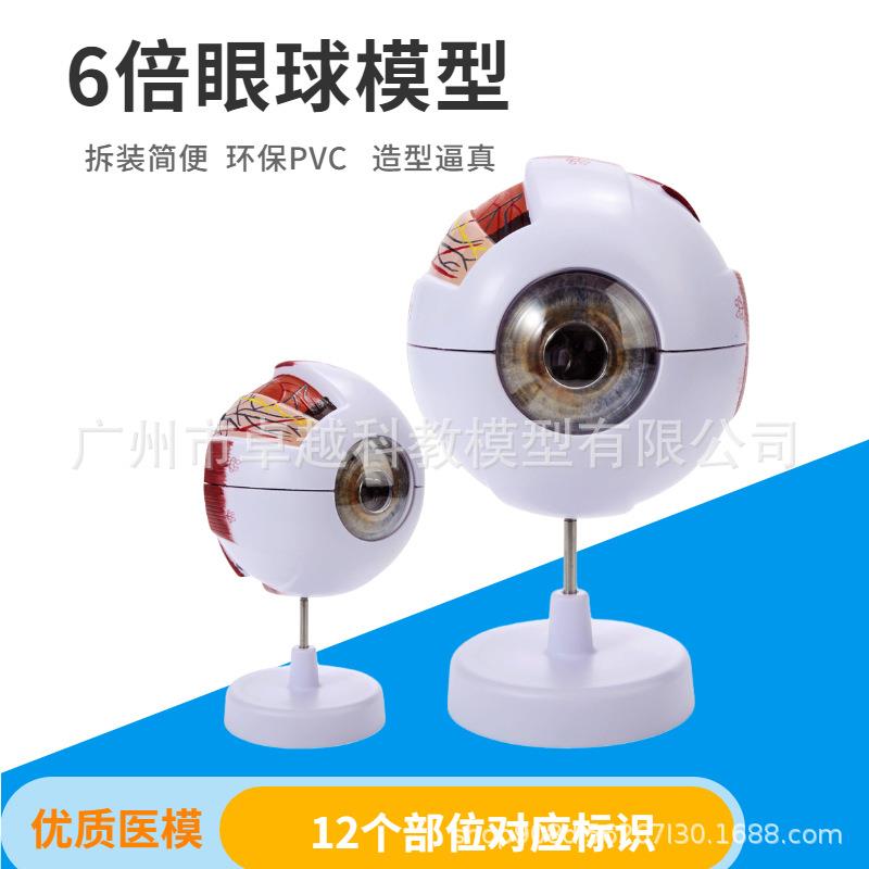 人体眼球模型1116倍造放大眼睛球模五官科眼构型解剖医学教学模型