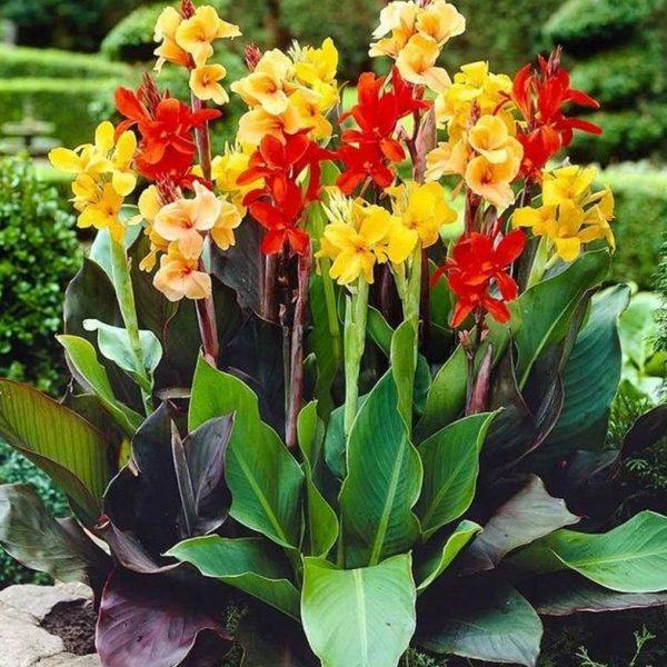 美人蕉种球四季易养室外庭院地栽植物多年生带芽根茎易成活,鲜花速递/花卉仿真/绿植园艺,鲜花拱门,淘宝优惠券,粉丝福利购,淘宝优惠卷