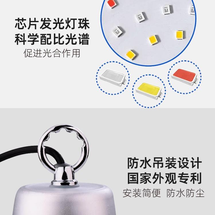 兰花抽芽促花专用植补光灯大阳台LEDIJM光蓝紫光散射防水物生棚长