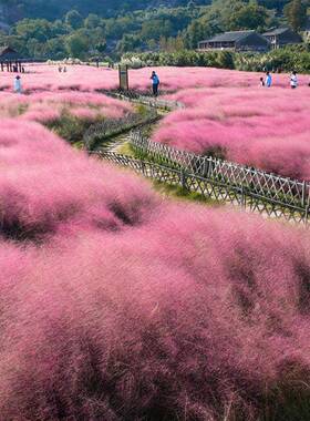 网红芒粉黛乱子草籽花种籽季子毛草冬耐寒开花草盆栽多季开JSX花