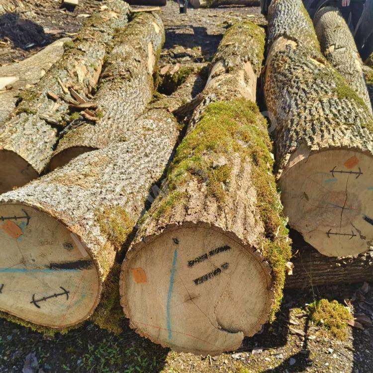 欧洲白蜡实木原木锯材圆木白腊进口欧洲材原料大板家居材蜡木方榉