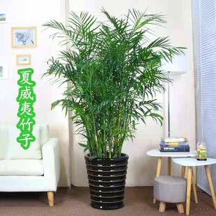夏威夷竹子凤尾竹散尾葵盆栽室内花卉绿植袖珍椰子室内大型盆栽