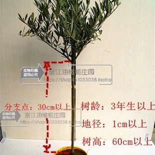 油橄榄树苗盆景3年龄小绿植庭院室内客厅阳台棒棒糖小型真植物