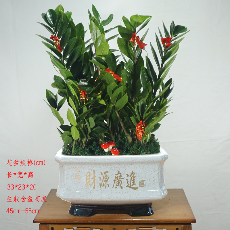 金钱树盆栽客厅室内办公室桌面新房开业送礼招财好养花卉观叶植物