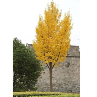 银杏树小苗大树庭院银杏树苗风景树景观树园林绿化植物行道南北方