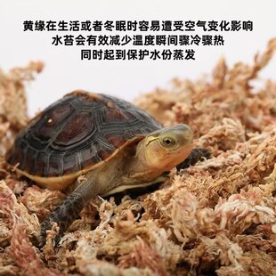黄缘龟冬眠箱过冬垫材乌龟冬眠用品饲养箱智利水苔小龟冬眠盒套装