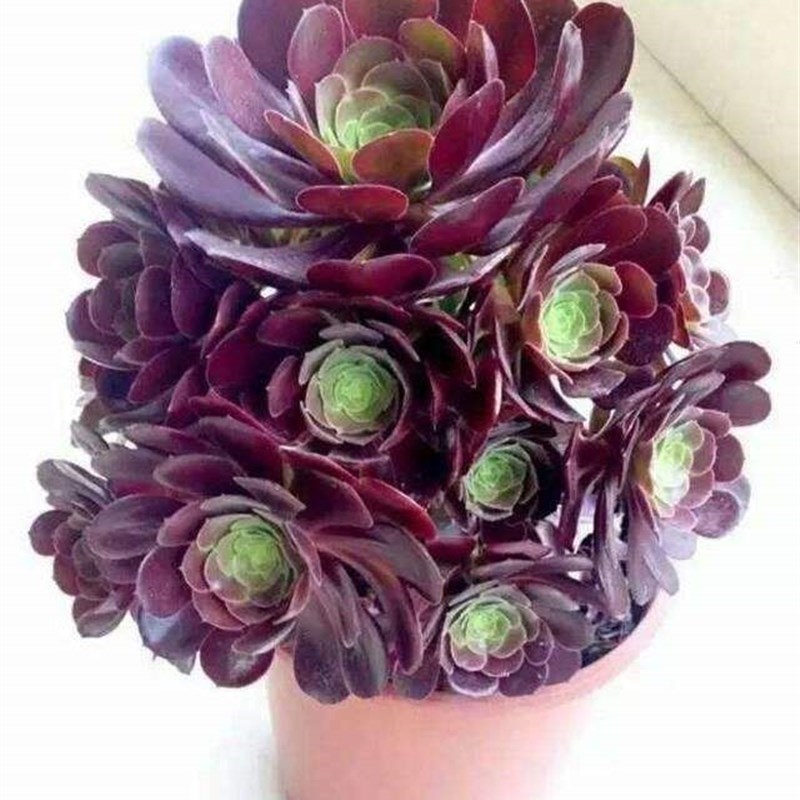 红黑心铜壶法师老桩多头手捧花群生多肉植物