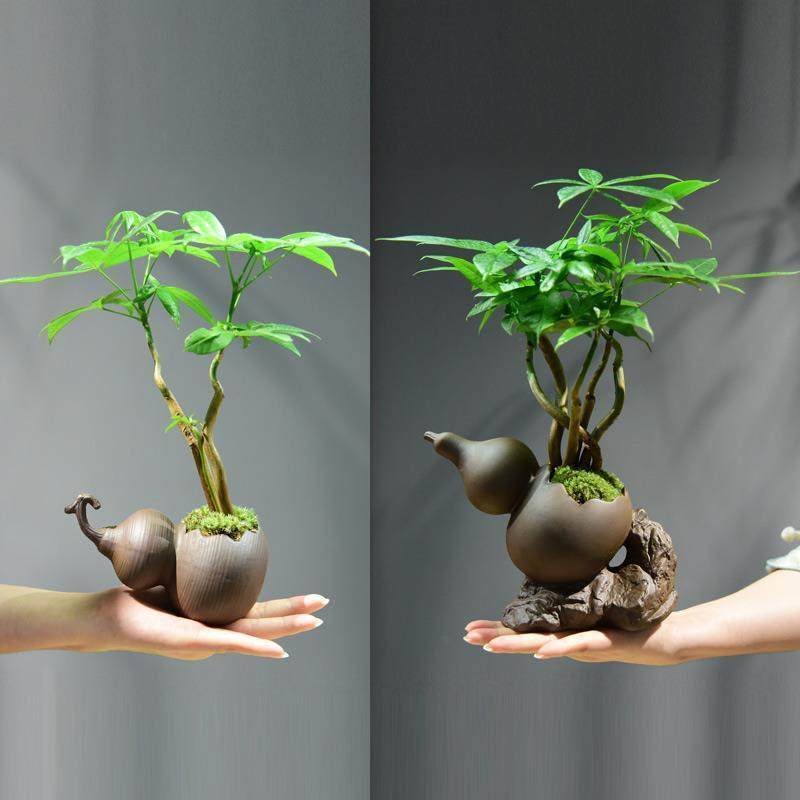 桌面绿植发财树盆栽室内植物室内紫砂植物复古小盆景办公四季常青,3C数码配件,其它配件,淘宝优惠券,粉丝福利购,淘宝优惠卷