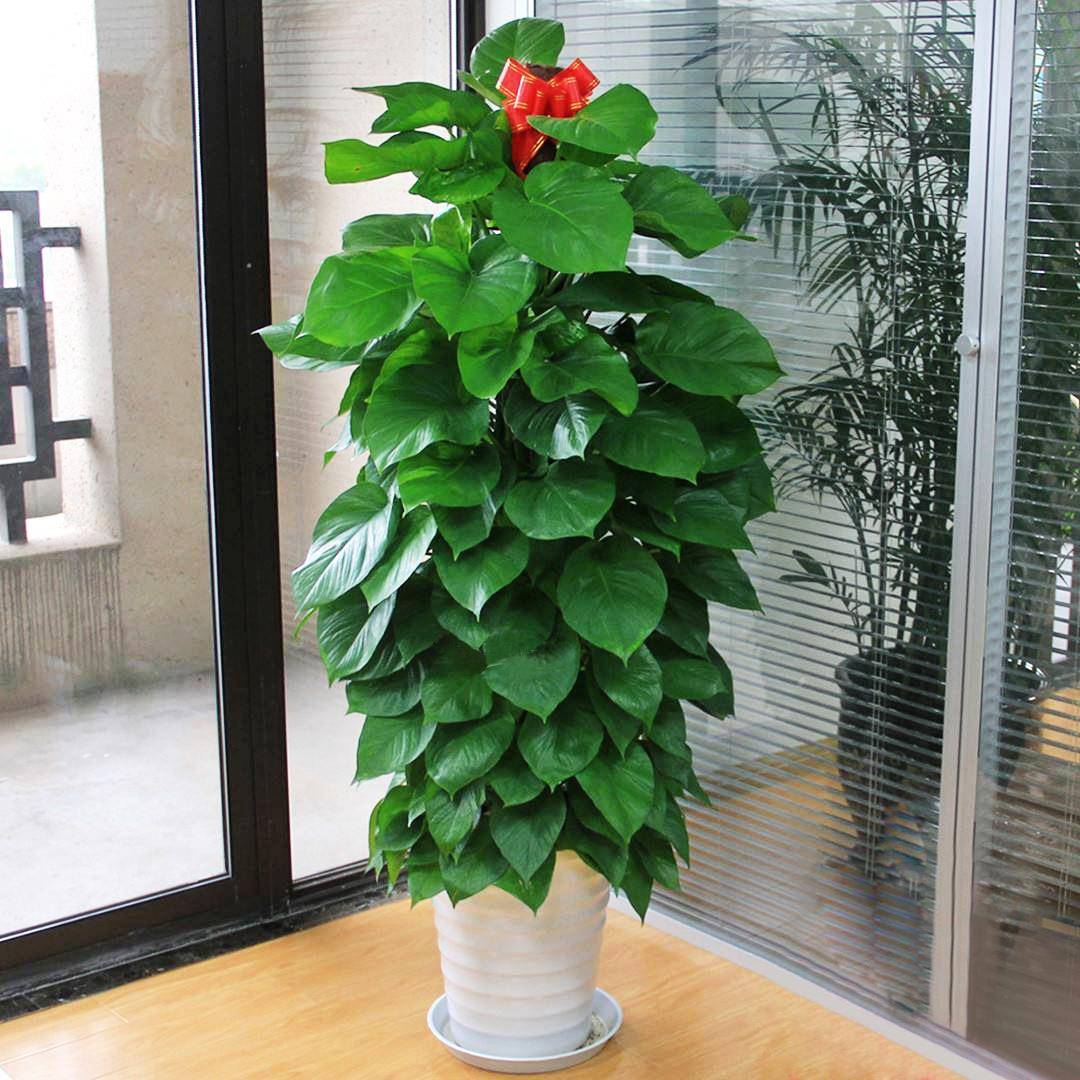 大绿萝柱开业盆栽室内大型绿植客厅植物办公室落地装饰绿植