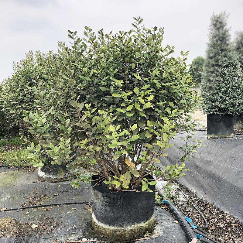 菲油果南美棯费约果凤榴成都园林绿化灌木苗木花境骨架植物