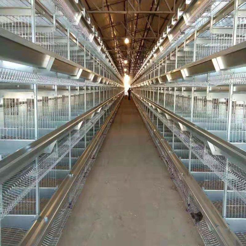 大层叠蛋鸡笼体养饲鸡养殖CSV动喂自立动化清粪捡蛋畜牧设自备鸡