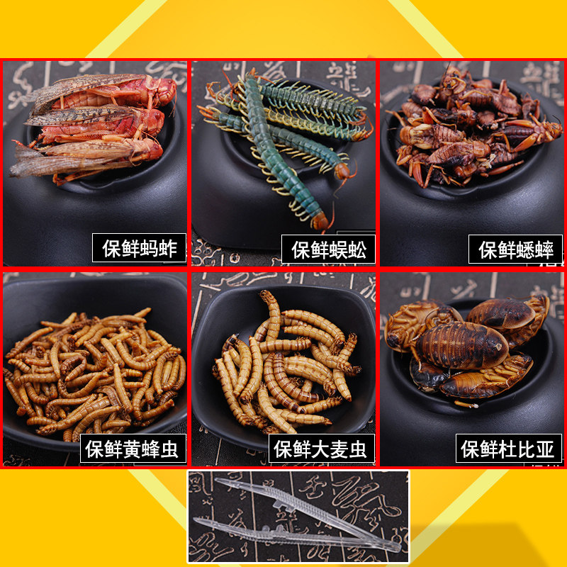 保鲜面包虫干大麦虫子黄粉虫蚂蚱蝗虫蜈蚣杜比亚蟑螂宠物鱼鼠饲料