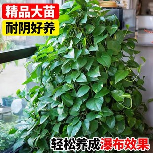 垂吊植物吊兰蕨类绿萝常春藤山乌龟盆栽室内阳台悬挂绿植四季 好养