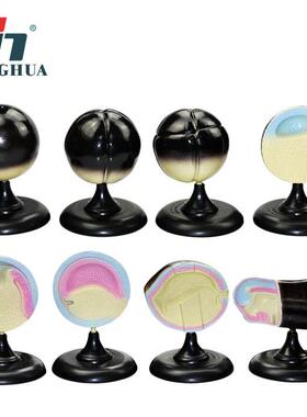 青华科教33102蛙胚胎模型 初中生物模型 蛙胚胎成长发育过程模型