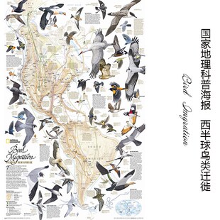 西半球鸟类迁徙  国家地理科普海报 大尺寸儿童房书房装饰画芯