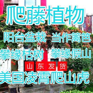 凌霄花苗树苗爬山虎大苗庭院盆栽地栽攀爬援花卉种子爬藤植物垂吊