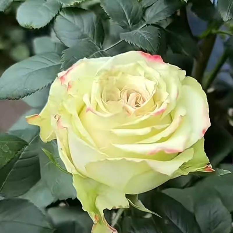 催眠术 月季花苗浅绿色切花灌木大花月季苗阳台庭院盆栽花卉,鲜花速递/花卉仿真/绿植园艺,月季/蔷薇/玫瑰,淘宝优惠券,粉丝福利购,淘宝优惠卷