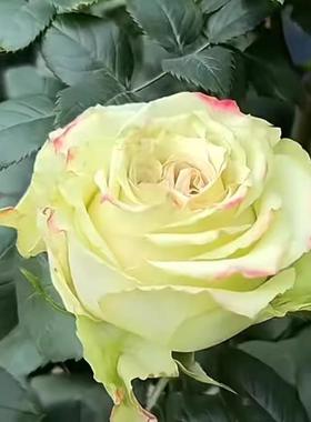 催眠术 月季花苗浅绿色切花灌木大花月季苗阳台庭院盆栽花卉