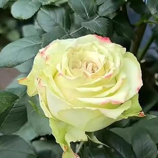 催眠术 月季花苗浅绿色切花灌木大花月季苗阳台庭院盆栽花卉