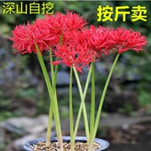 彼岸花种球曼珠沙华种子红花换锦石蒜大种球阳台花卉石蒜花种球