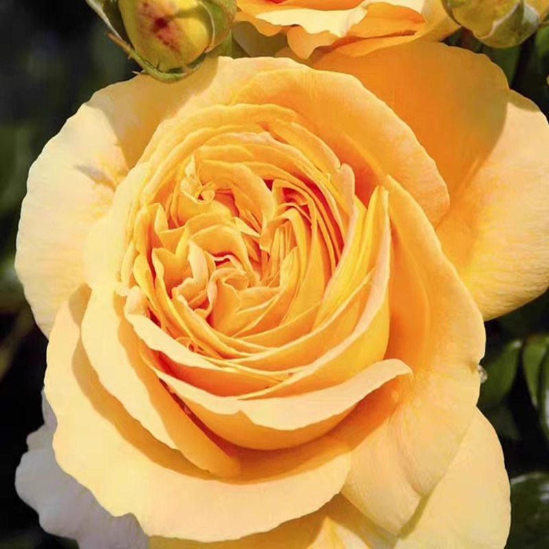 烛光/全球美人  月季花苗灌木阳台庭院盆栽大花浓香抗病丹陶花卉