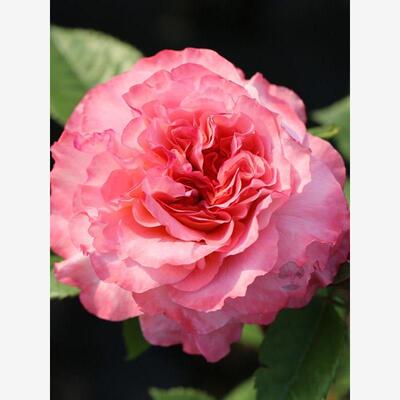 奥古斯塔路易斯 Augusta Luise欧洲月季花苗盆栽庭院浓香花卉欧月