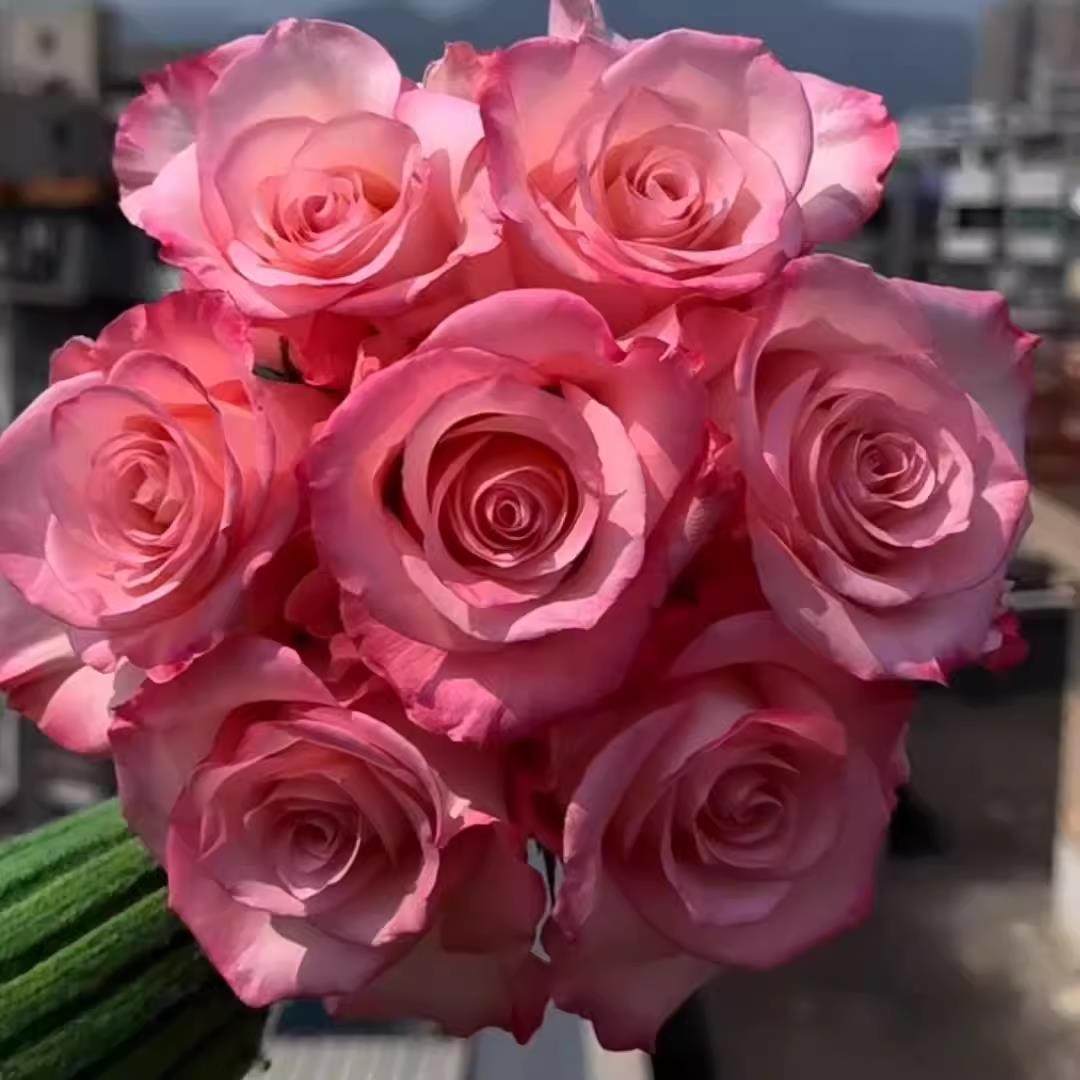 罗斯林/爱的呼吸 月季花苗玫瑰厄瓜多尔大花直立盆栽阳台庭院花卉