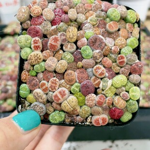 生石花彩拼一盆花带盆栽好发货 7cm盆实拍择优发货