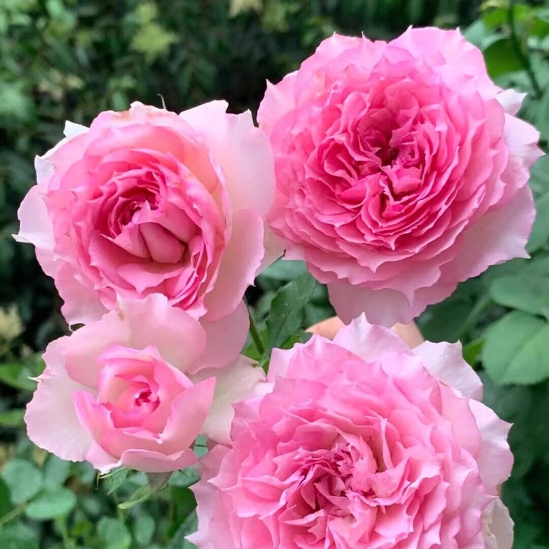 粉天方夜谭  月季花苗粉色多头大花盆栽阳台庭院花卉多季节开花,鲜花速递/花卉仿真/绿植园艺,月季/蔷薇/玫瑰,淘宝优惠券,粉丝福利购,淘宝优惠卷